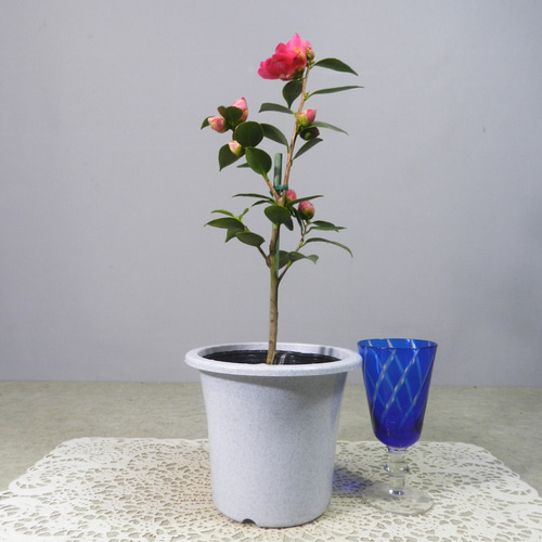 銘花　ヒライHirai 椿　鉢底約100cm A 銘花 ヒライHirai 椿 鉢底約100cm 椿園オンラインショップ / 検索結果