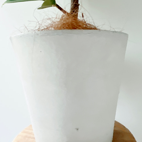 一点のみ】292. フィカス ジン 8号鉢 陶器鉢 観葉植物 室内 アート