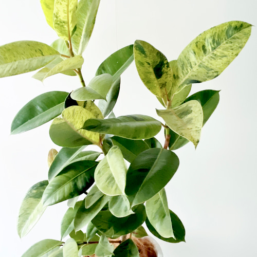 一点のみ】292. フィカス ジン 8号鉢 陶器鉢 観葉植物 室内 アート