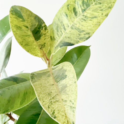 一点のみ】292. フィカス ジン 8号鉢 陶器鉢 観葉植物 室内 アート