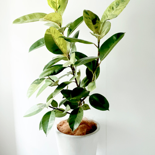 一点のみ】292. フィカス ジン 8号鉢 陶器鉢 観葉植物 室内