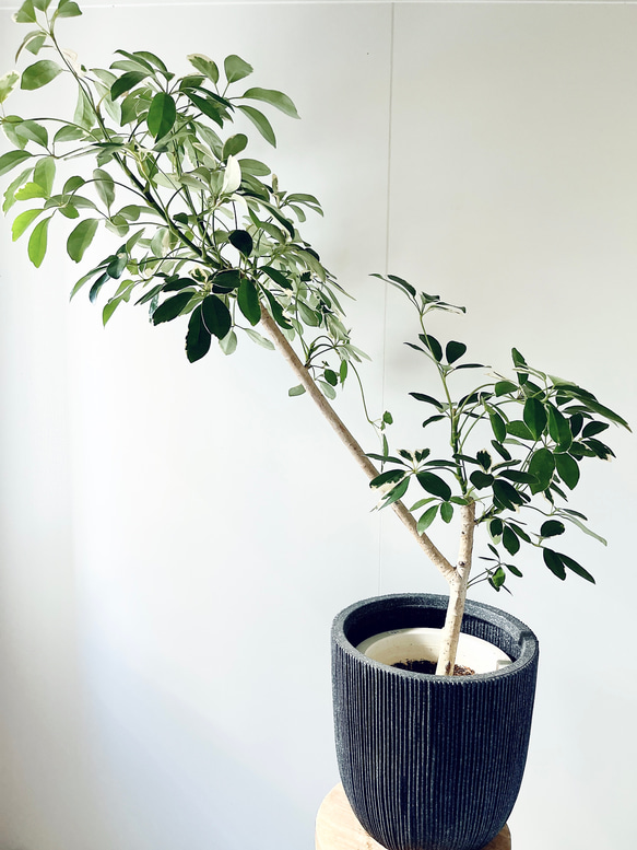219 希少 白斑 シェフレラ Y字仕立て 8号鉢 観葉植物 室内 その他