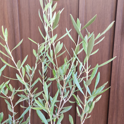 オリーブの木　エルグレコ　お洒落テラコッタ鉢植え　苗　シンボルツリー 3枚目の画像