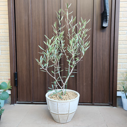 オリーブの木　エルグレコ　お洒落テラコッタ鉢植え　苗　シンボルツリー 6枚目の画像