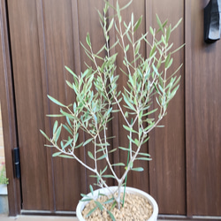オリーブの木　エルグレコ　お洒落テラコッタ鉢植え　苗　シンボルツリー 2枚目の画像