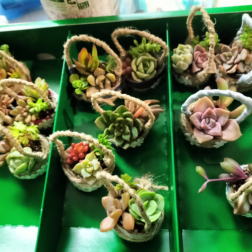 kiyoe(多肉植物寄せ植え) Croppefarm 多肉植物寄せ植え講師 | 2025.03.18 セブン