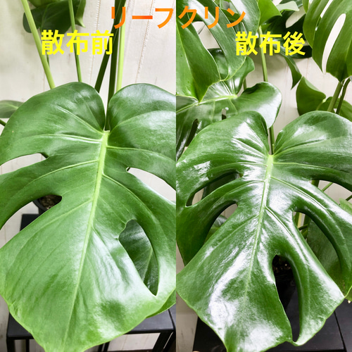 ツヤだし 汚れ落とし 葉面洗浄剤 業務用 リーフクリン 480ml