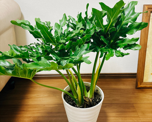 現品］フィロデンドロン セローム 7号 観葉植物 かっこいい サトイモ科 