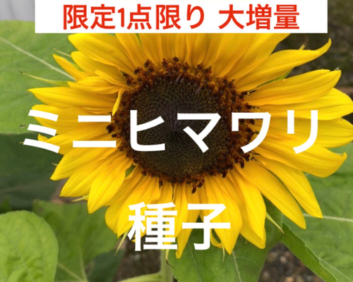 限定1点限り大増量】ミニひまわり 種子 ＊ 向日葵 ヒマワリ 多肉植物