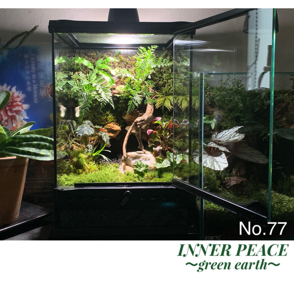77 苔アート テラリウム イモリウム カエルリウム 完成品 テラリウム