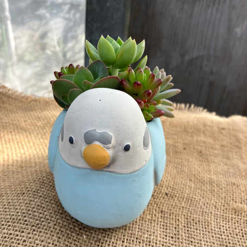 セキセイインコ 青 テラコッタ 多肉 寄せ植え 多肉植物 アルファ