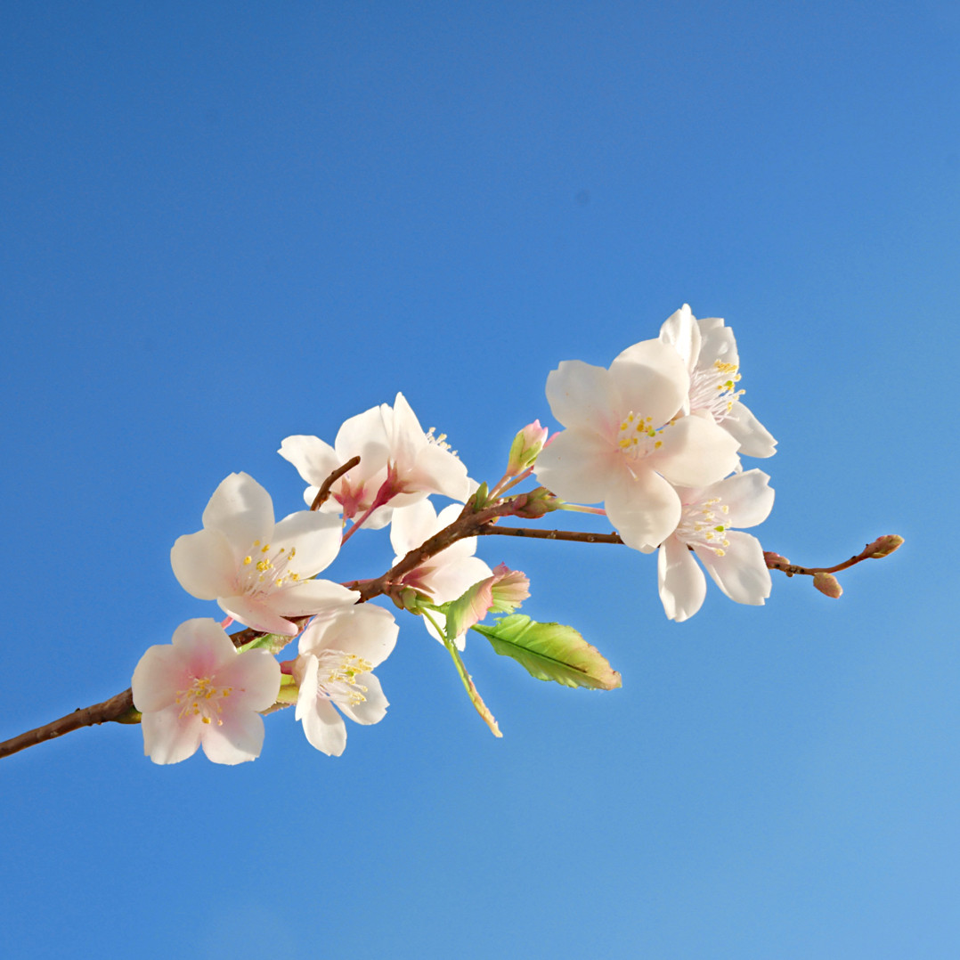 (再販）枯れない 桜 切り枝 ✿クレイフラワーNO.S3-LF1