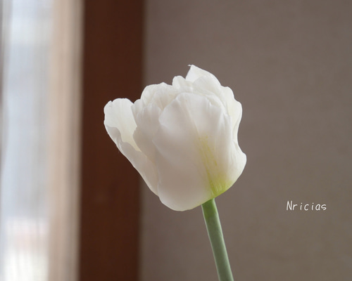 再販）枯れない ミニ チューリップ 白 ✿クレイフラワーNO.GT7-W1