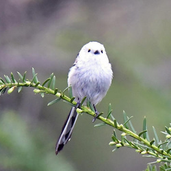 ＹＵＷＡハーフリネンの足サイズ２６ｃｍでもＯＫ♪上履き用巾着袋　おしゃれ　モダン♡　森と小鳥　入園☆入学 5枚目の画像