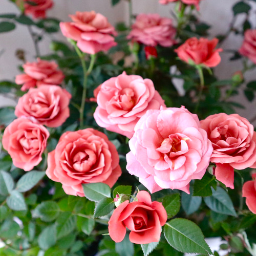 ミニバラ♡テディベア♡ミニチュアローズ♡ アートフラワー nico