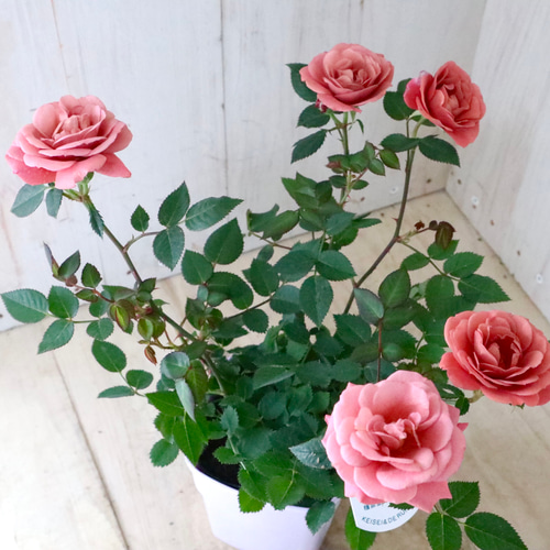 ミニバラ♡テディベア♡ミニチュアローズ♡ アートフラワー nico