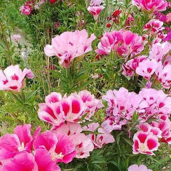 お庭が映えるお花ゴデチャの種100粒 3枚目の画像