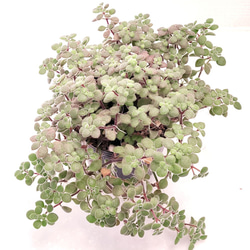 パープルクリスタル (抜き苗)【エケベリア】多肉植物 多肉植物