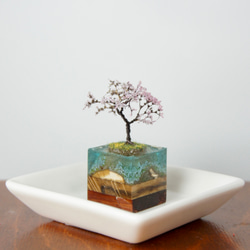 テラリウムブロック-菜の花島- 2枚目の画像