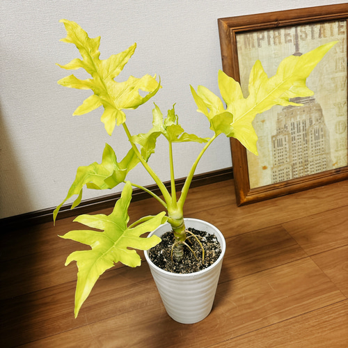現品］【希少】4番 フィロデンドロン セローム ゴールドリーフ 観葉