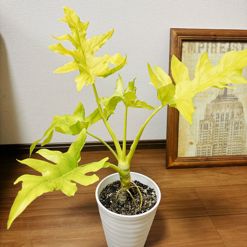 現品］【希少】4番 フィロデンドロン セローム ゴールドリーフ 観葉