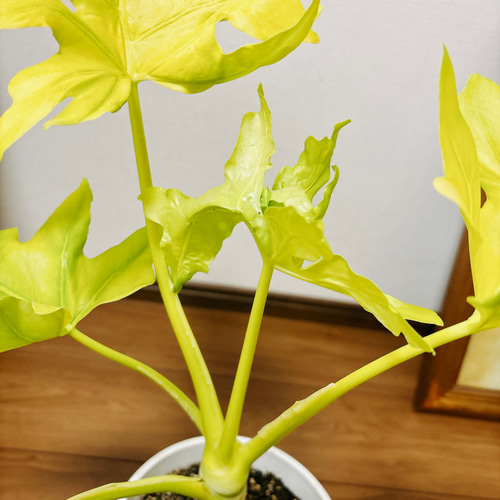 現品］【希少】4番 フィロデンドロン セローム ゴールドリーフ 観葉