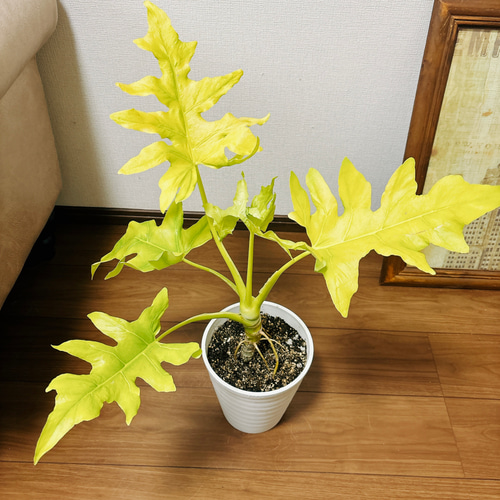 現品］【希少】4番 フィロデンドロン セローム ゴールドリーフ 観葉