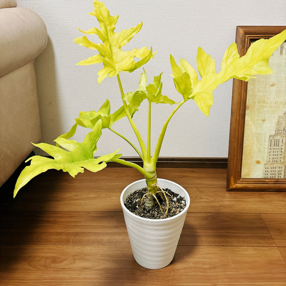 現品］【希少】4番 フィロデンドロン セローム ゴールドリーフ
