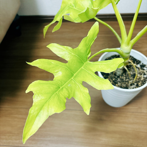 現品］【希少】4番 フィロデンドロン セローム ゴールドリーフ 観葉