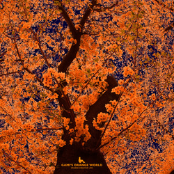 掛け時計/置き時計】オレンジ（アクリル製） 掛け時計・置き時計