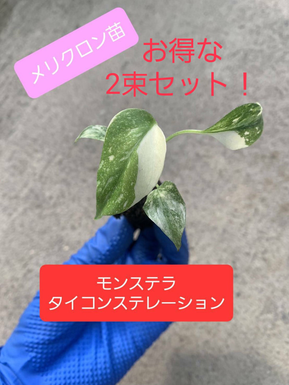 モンステラタイコンステレーション2束セット　観葉植物 1枚目の画像