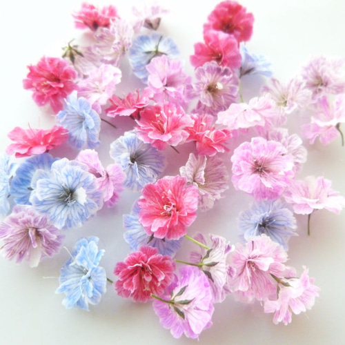 パール‎‎様◇【訳あり】かすみ草♡（ 723 ドライフラワー パーツ