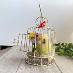 ころころまめインコ（セキセイインコ　イエロー） 4枚目の画像