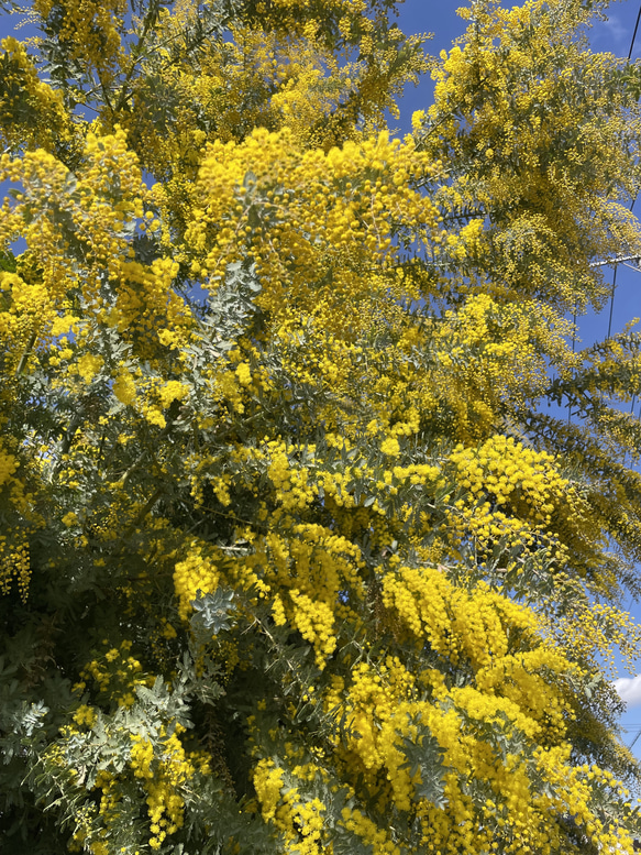 春の香りのミモザ(ドライ)と、秋色紫陽花のスワッグ 5枚目の画像