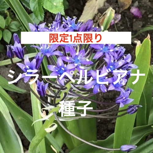 シラーベルビラナ花　確認用2／3の様子〜 シラー・ベルビアーナ｜園芸日記by博多花きちばーば｜みんなの趣味の