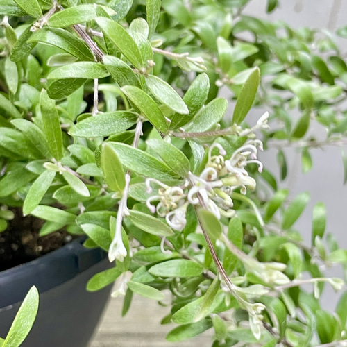 ボリュームあり 花付き グレビレア コースタルスパイダー 吊り鉢