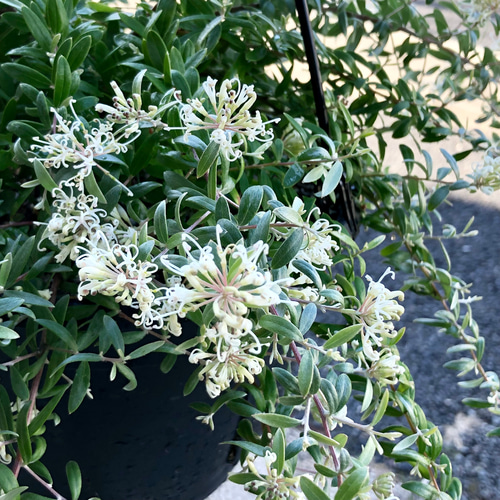 希少　グレビレアコースタルスパイダー　大株 OUTDOOR PLANTS /// グレビレア コースタルスパイダー