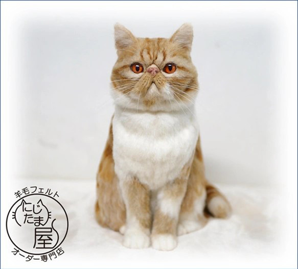 真羊毛氈“我的寶貝”訂單貓狗相似寵物蘇格蘭威士忌挪威阿比西尼亞貓 第10張的照片