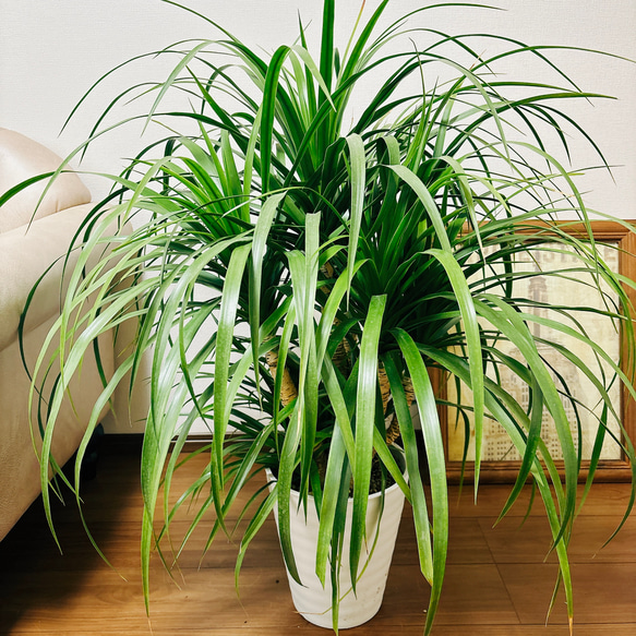 希少品種 ドラセナ カンボジアーナ 7本立ち 観葉植物 8号鉢