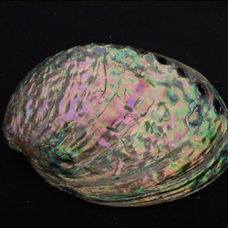 アワビ貝殻　2枚セット 12枚目の画像