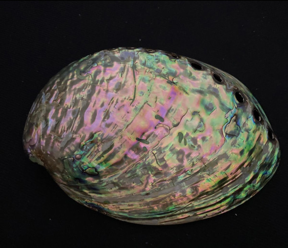アワビ貝殻　2枚セット 12枚目の画像