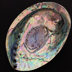 アワビ貝殻　2枚セット 3枚目の画像