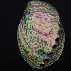 アワビ貝殻　2枚セット 11枚目の画像