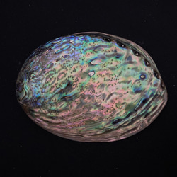 アワビ貝殻　2枚セット 18枚目の画像