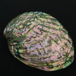 アワビ貝殻　2枚セット 14枚目の画像