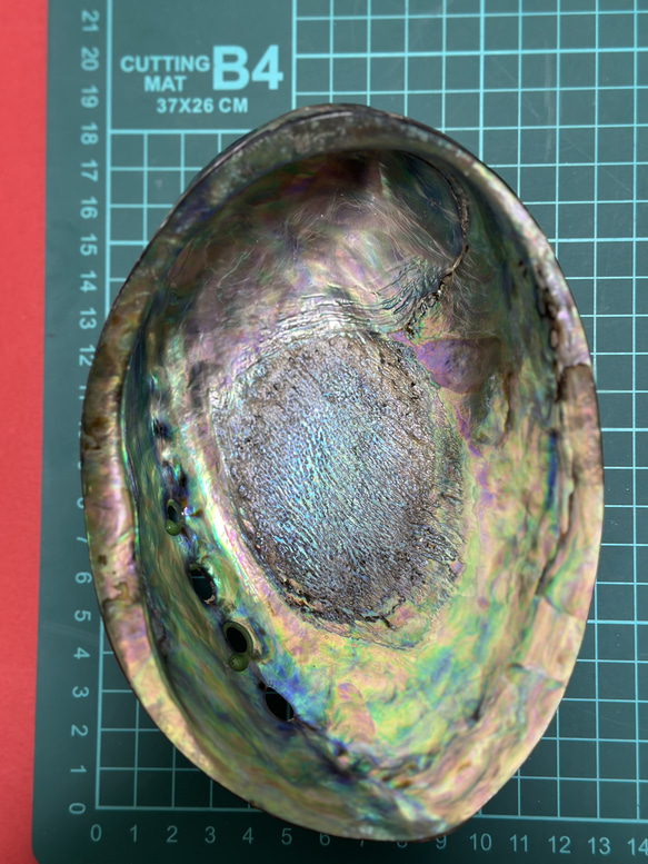 アワビ貝殻　2枚セット 19枚目の画像