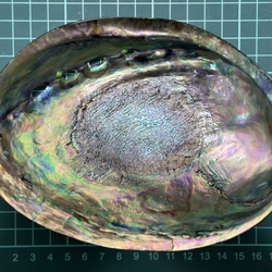 アワビ貝殻　2枚セット 20枚目の画像