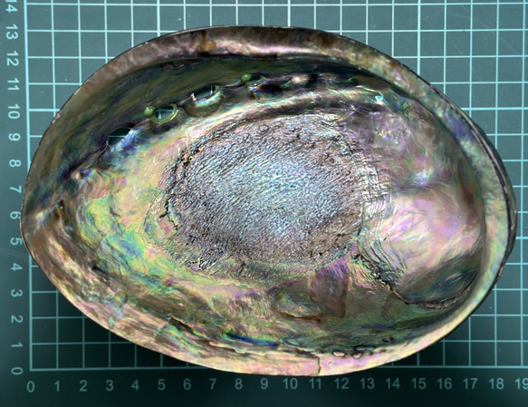 アワビ貝殻　2枚セット 20枚目の画像