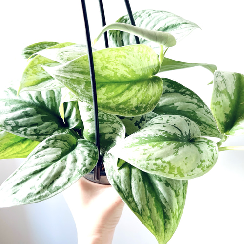 スキンダプサス トレビー　観葉植物 楽天市場】スキンダプサス トレビーの通販