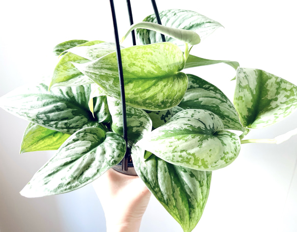 楽天市場】PLANCHU 観葉植物 スキンダプサス トレビー 4号吊り鉢